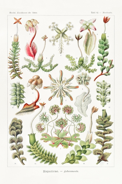 Ernst Haeckel - Hepaticae (Lebermoose), Botanical Illustrations 
