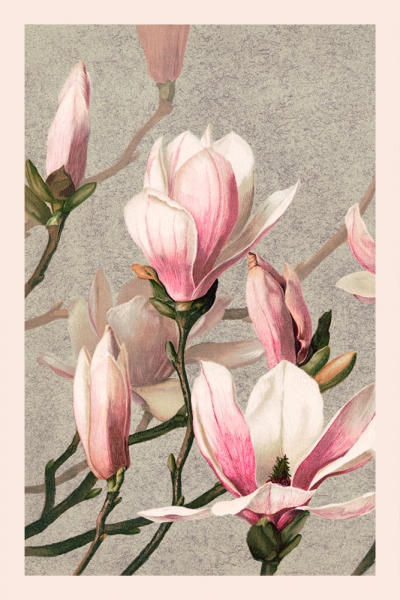 L. Prang & Co. - Magnolia Variante 1 | 13x18 cm | Premium-Papier