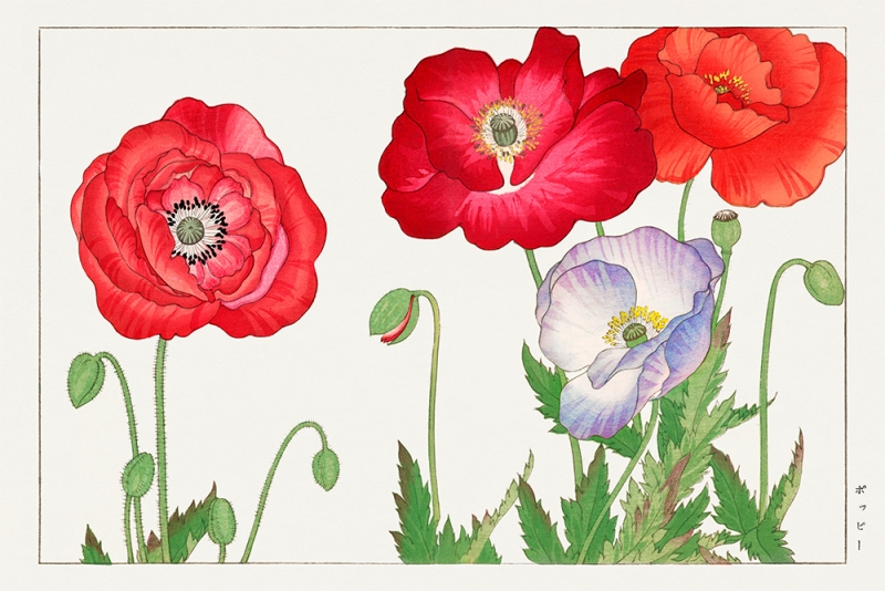 Tanigami Konan - Vintage Poppy Flower (Japanese Woodblock Art) Variante 1 | 13x18 cm | Premium-Papier