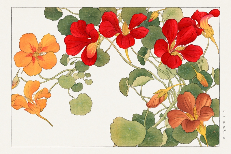 Tanigami Konan - Nasturtium Flower (Japanese Woodblock Art) Variante 1 | 20x30 cm | Premium-Papier wasserfest