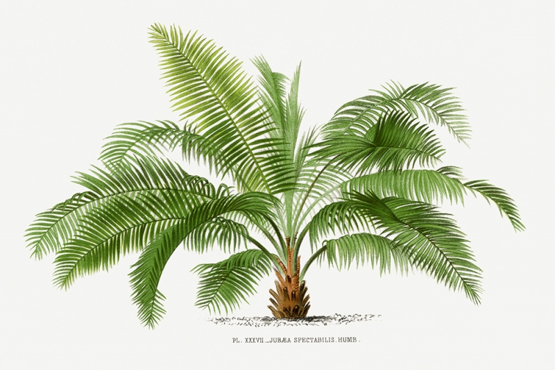 Vintage Palm Tree No. 1 Variante 1 | 13x18 cm | Premium-Papier