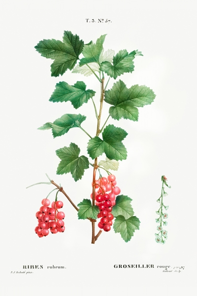 Pierre Joseph Redouté - Redcurrant (Ribes Rubrum) Variante 1 | 20x30 cm | Premium-Papier wasserfest
