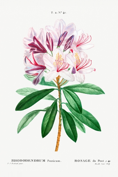 Pierre Joseph Redouté - Rhododendron Ponticum Variante 1 | 20x30 cm | Premium-Papier wasserfest