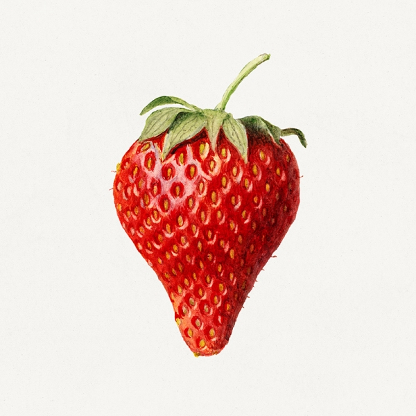 Vintage Strawberry Illustration Variante 1 | 40x40 cm | Premium-Papier