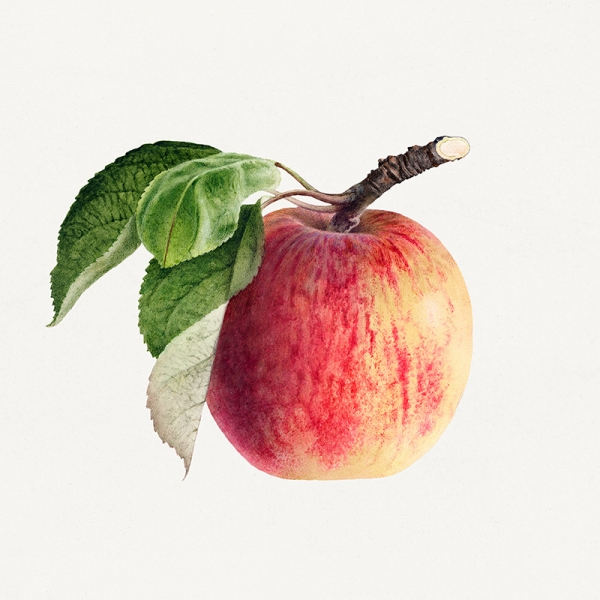 Royal Charles Steadman - Apple Illustration Variante 1 | 40x40 cm | Premium-Papier