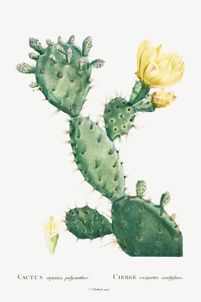 Pierre Joseph Redouté - Vintage Cactus Illustration (Aloe Opuntia Polyanthos) Variante 1 | 20x30 cm | Premium-Papier wasserfest