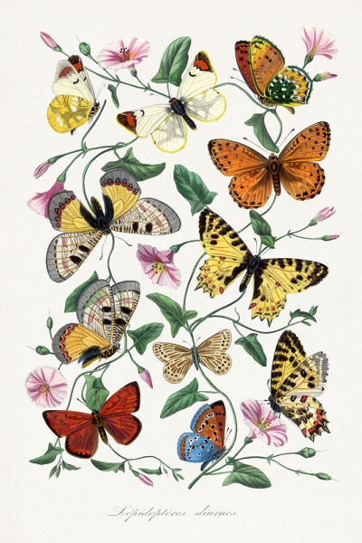 Paul Gervais - Butterfly & Moth Painting Variante 1 | 13x18 cm | Premium-Papier