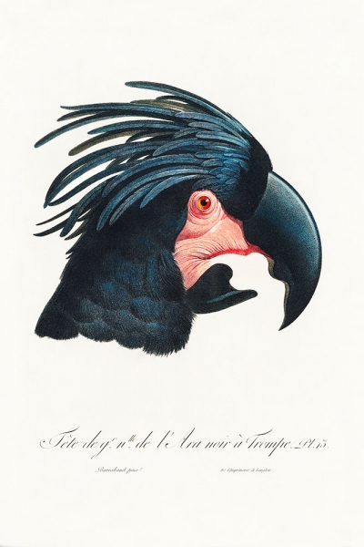 Francois Levaillant - The Great Black Cockatoo Variante 1 | 13x18 cm | Premium-Papier