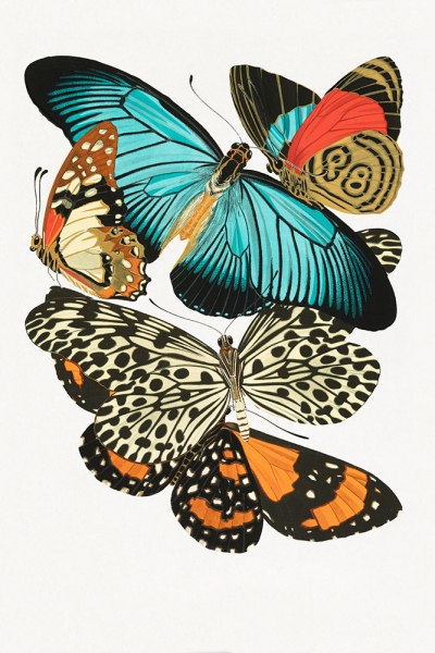 E.A. Séguy - Vintage Butterflies (1925) 