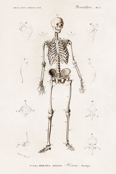 Human Skeleton Illustration Poster (1892) Variante 1 | 13x18 cm | Premium-Papier