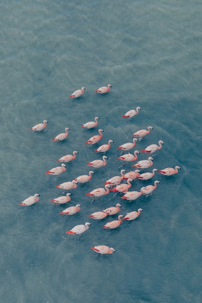 Herd of Flamingos Variante 1 | 13x18 cm | Premium-Papier
