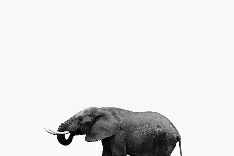 Elephant Variante 1 | 13x18 cm | Premium-Papier