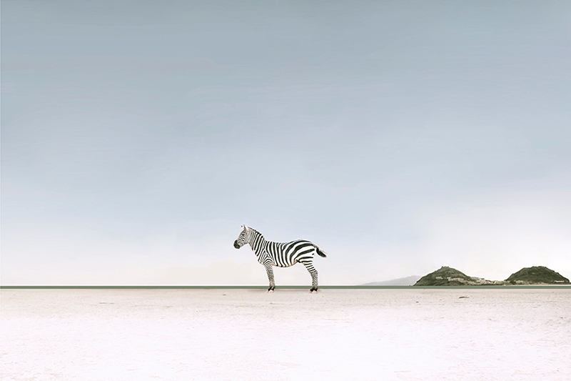 Zebra on the Beach 