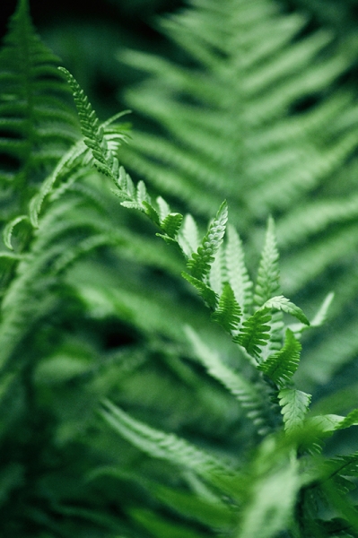 The Greenest Ferns Variante 1 | 13x18 cm | Premium-Papier