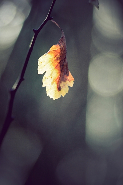 The Last Autumn Leaf 