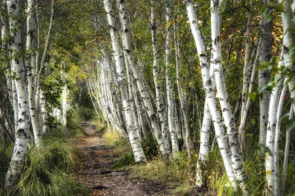 Birch Woods 