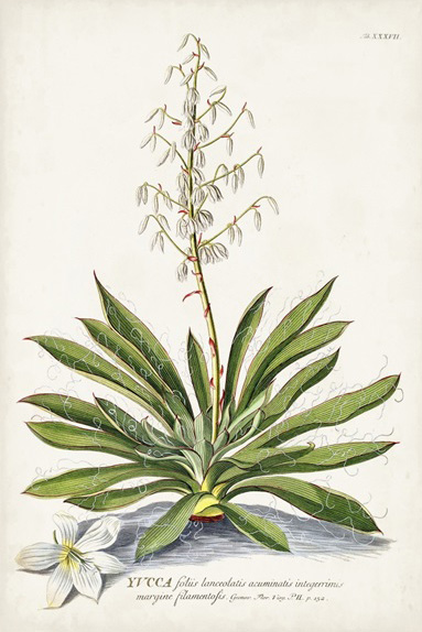 Botanical Sketch No. 2 Variante 1 | 13x18 cm | Premium-Papier