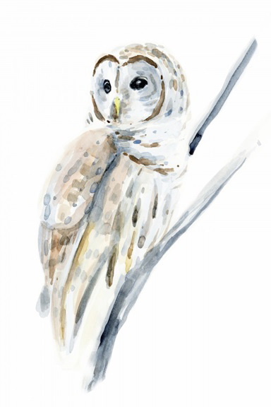 Sketch of an Owl Variante 1 | 13x18 cm | Premium-Papier
