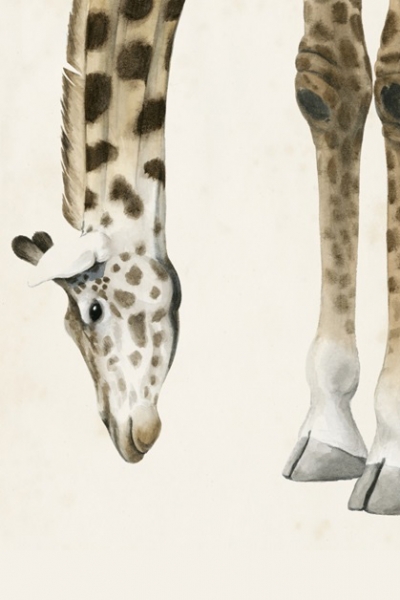 Head & Feet No. 2 - Giraffe Variante 1 | 13x18 cm | Premium-Papier