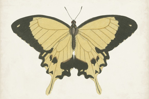 Butterfly Close-Up No. 1 Variante 1 | 13x18 cm | Premium-Papier