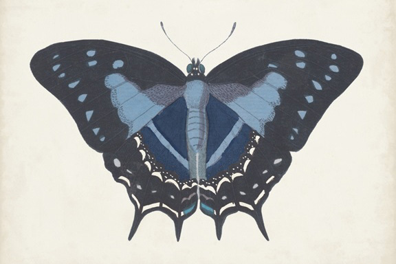Butterfly Close-Up No. 3 Variante 1 | 13x18 cm | Premium-Papier