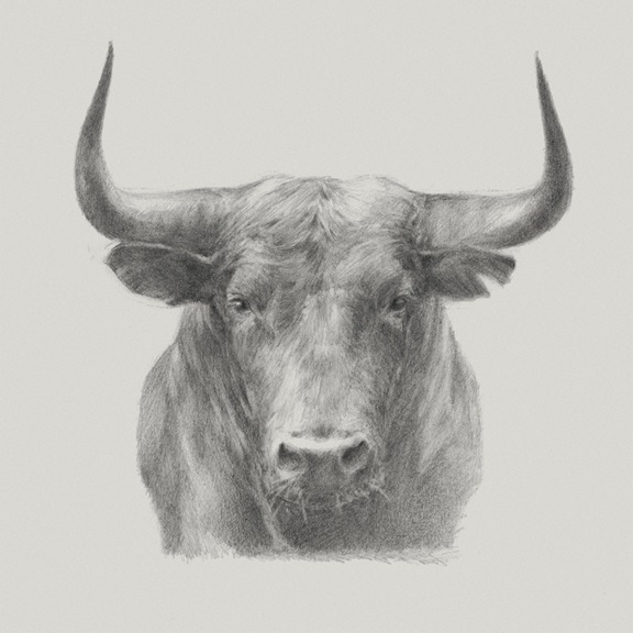 Bull Sketch Variante 1 | 40x40 cm | Premium-Papier