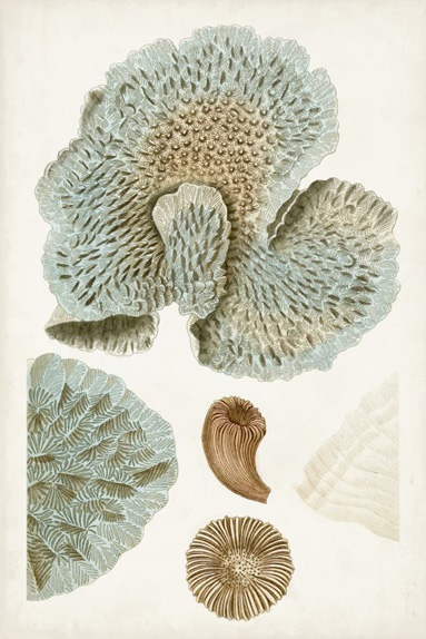 Corals No. 1 Variante 1 | 13x18 cm | Premium-Papier