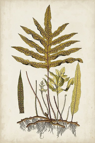 Botanical Samples No. 1 Variante 1 | 13x18 cm | Premium-Papier