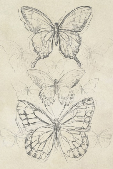 Butterfly Drawing 
