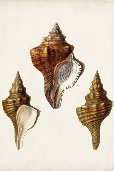 Shell collection No. 2 