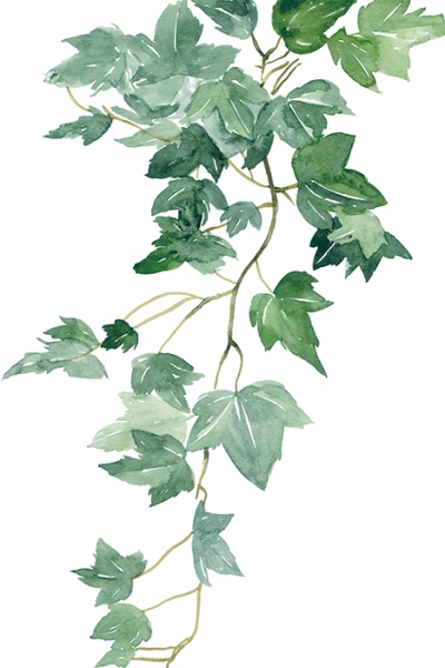 Ivy No. 1 Variante 1 | 13x18 cm | Premium-Papier