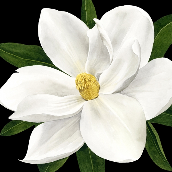 Magnolia No. 1 Variante 1 | 40x40 cm | Premium-Papier