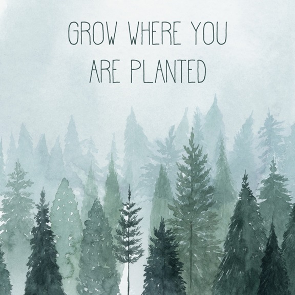 Grow Where Planted Variante 1 | 40x40 cm | Premium-Papier