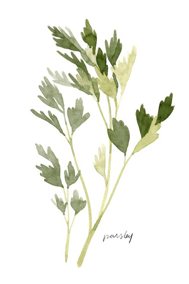 Herbs Collection No. 2: Parsley 