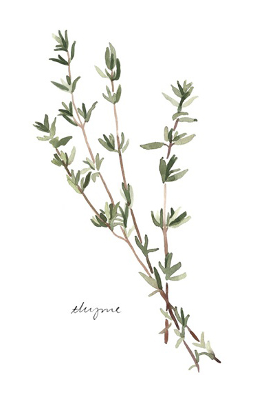 Herbs Collection No. 6: Thyme 