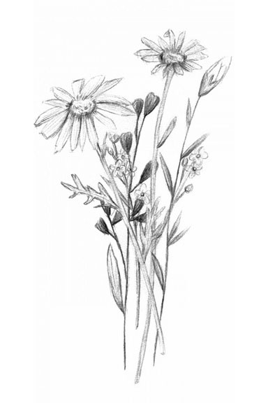 Pencil Flower Study No. 2 Variante 1 | 13x18 cm | Premium-Papier