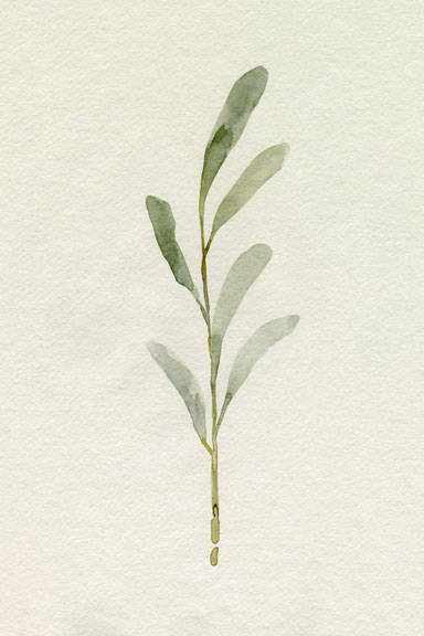 Olive Branch No. 1 Variante 1 | 13x18 cm | Premium-Papier