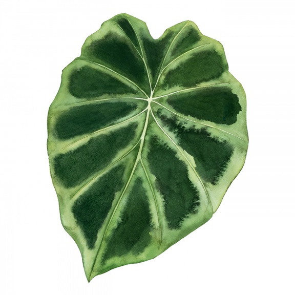Emerald Leaves No. 3 Variante 1 | 40x40 cm | Premium-Papier