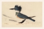 John James Audubon - Belted Kingfisher Variante 1