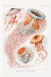 Ernst Haeckel - Discomedusae (Scheibenquallen), Botanical Illustrations Variante 1