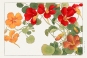 Tanigami Konan - Nasturtium Flower (Japanese Woodblock Art) Variante 1