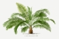 Vintage Palm Tree No. 1 Variante 1