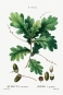 Pierre Joseph Redouté - Red Oak (Quercus Racemosa) Variante 1
