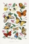 Paul Gervais - Butterfly & Moth Painting Variante 1