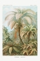 Ernst Haeckel - Filicinae (Laubfarne), Botanical Illustrations Variante 1