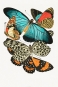 E.A. Séguy - Vintage Butterflies (1925) Variante 1