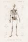 Human Skeleton Illustration Poster (1892) Variante 1