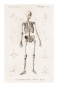 Human Skeleton Illustration Poster (1892) Variante 2