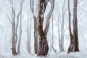 Snowy Trees Variante 1