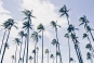 Palm Trees Variante 1
